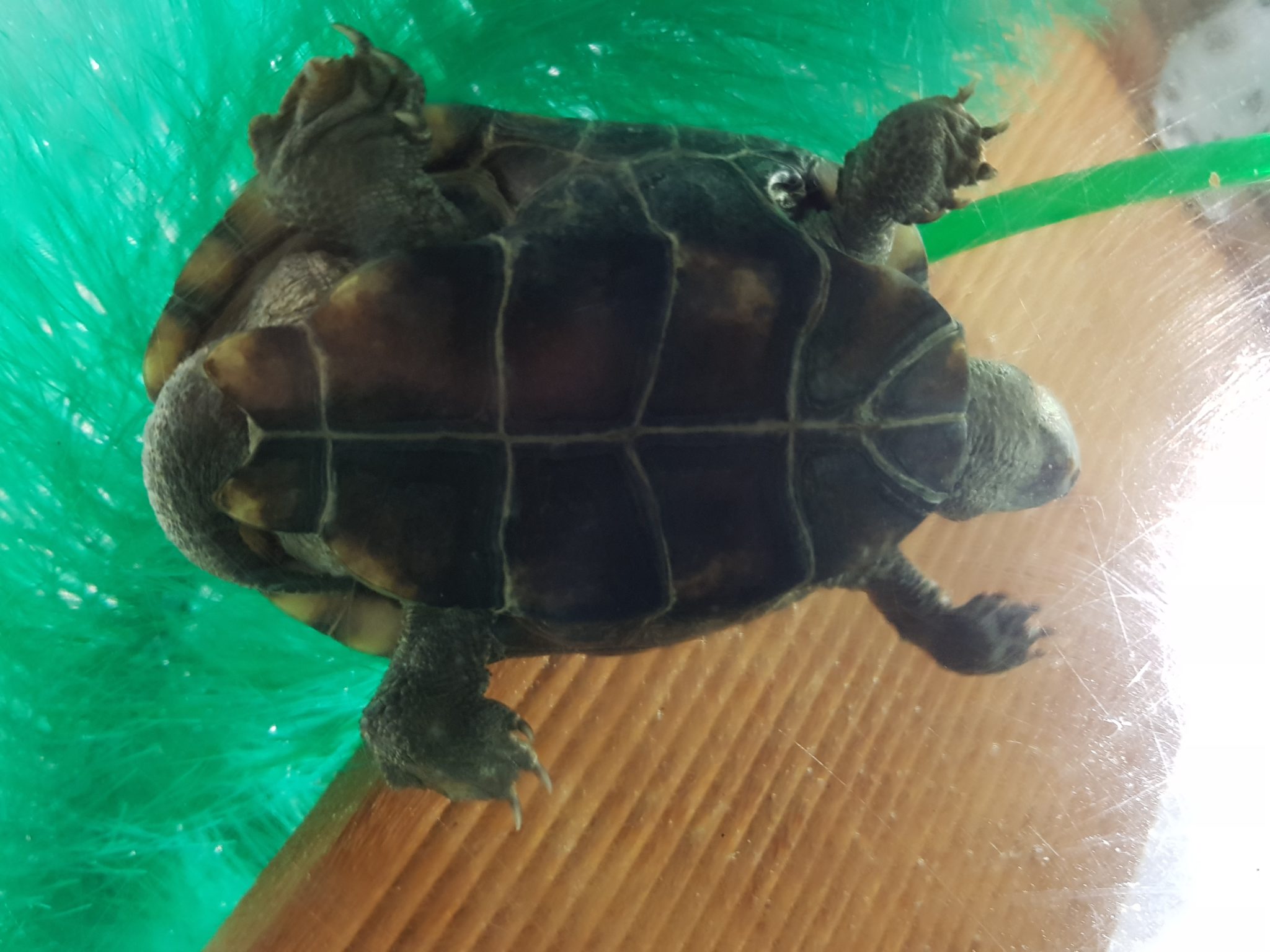 Chinesische Dreikielschildkröten, Mauremys reevesii (Chinemys)