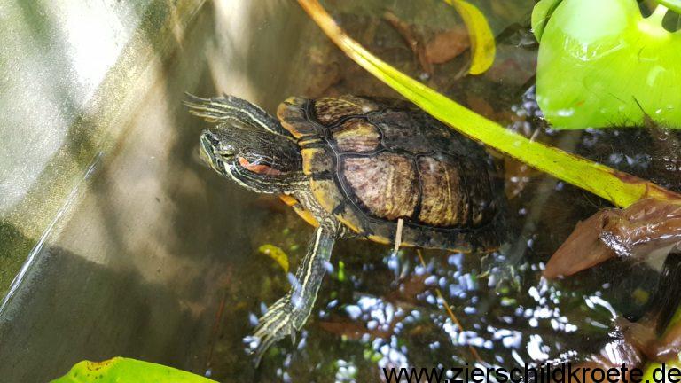 Rotwangen-Schmuckschildkröten, Trachemys scripta elegans