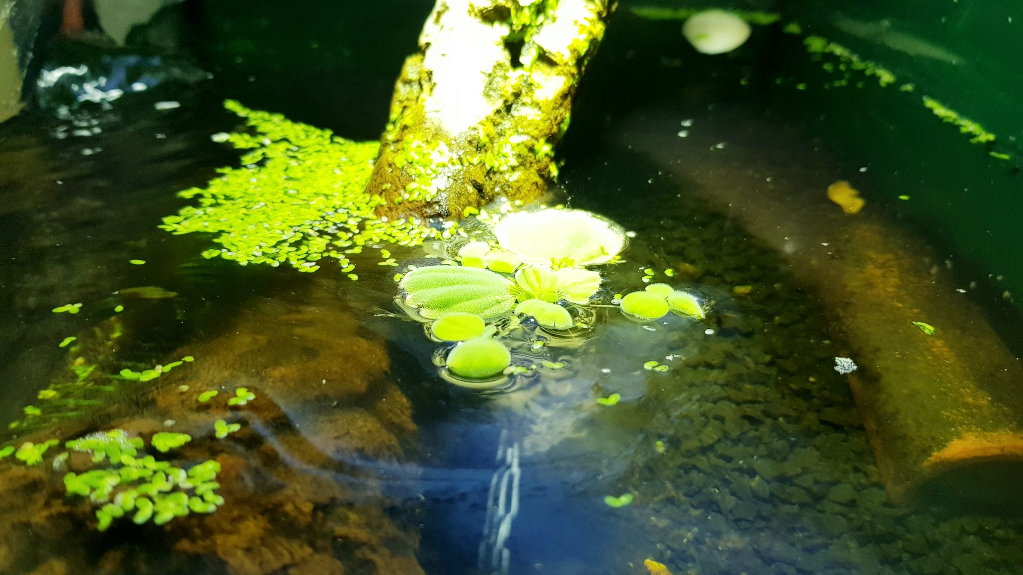 Kahmhaut im Aquarium bei Wasserschildkröten