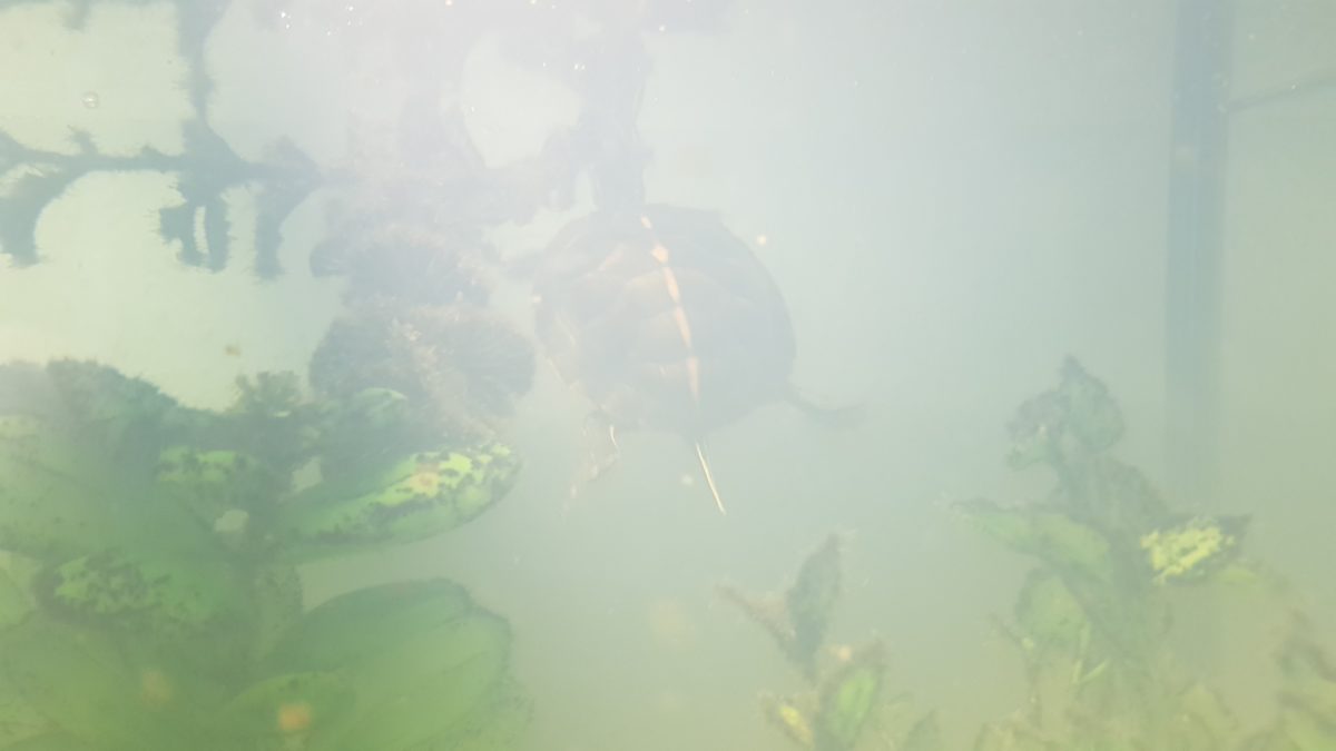 Trübes Wasser im Aquarium bei Wasserschildkröten