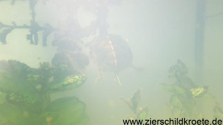 Trübes Wasser im Aquarium bei Wasserschildkröten