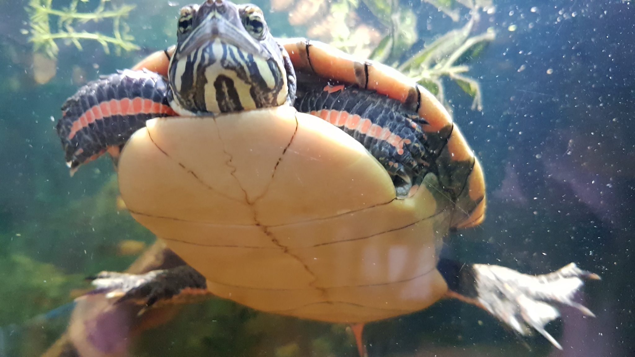 Trübes Wasser im Aquarium bei Wasserschildkröten