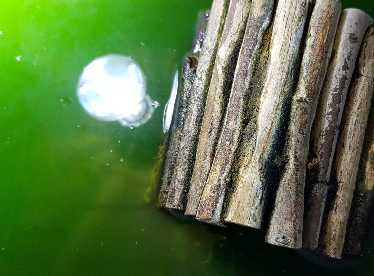 Trübes Wasser im Aquarium bei Wasserschildkröten