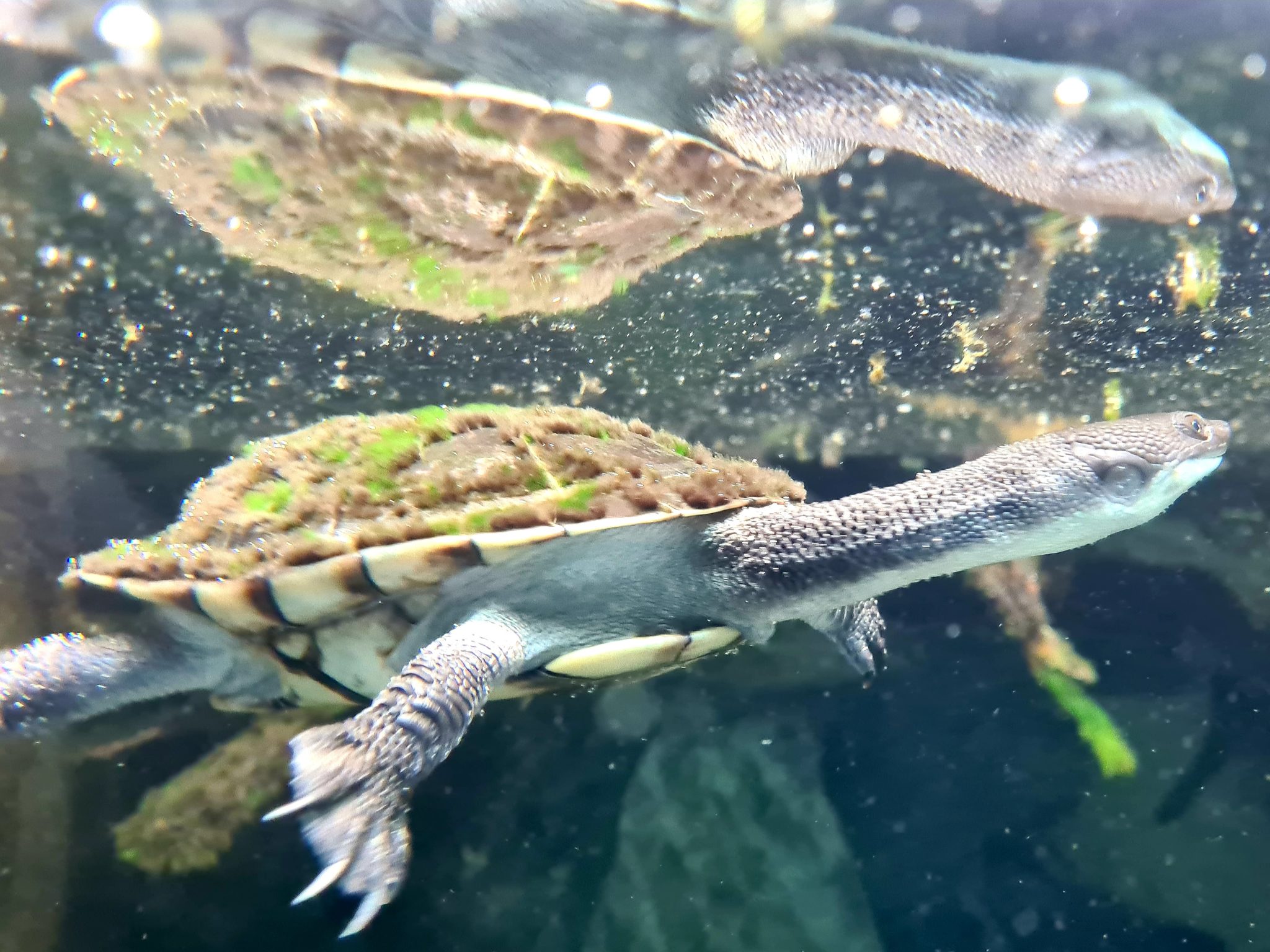 Australische Schlangenhalsschildkröte, Chelodina longicollis