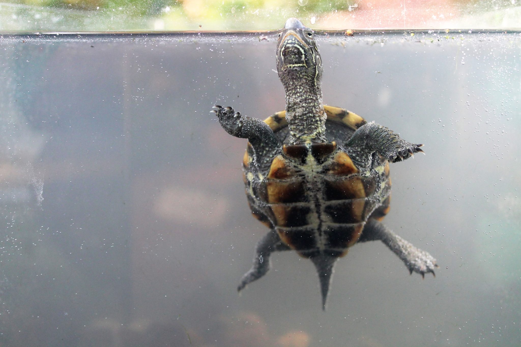 Chinesische Dreikielschildkröten, Mauremys reevesii (Chinemys)