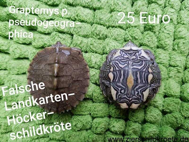 Schildkrote Kaufen Wasserschildkroten