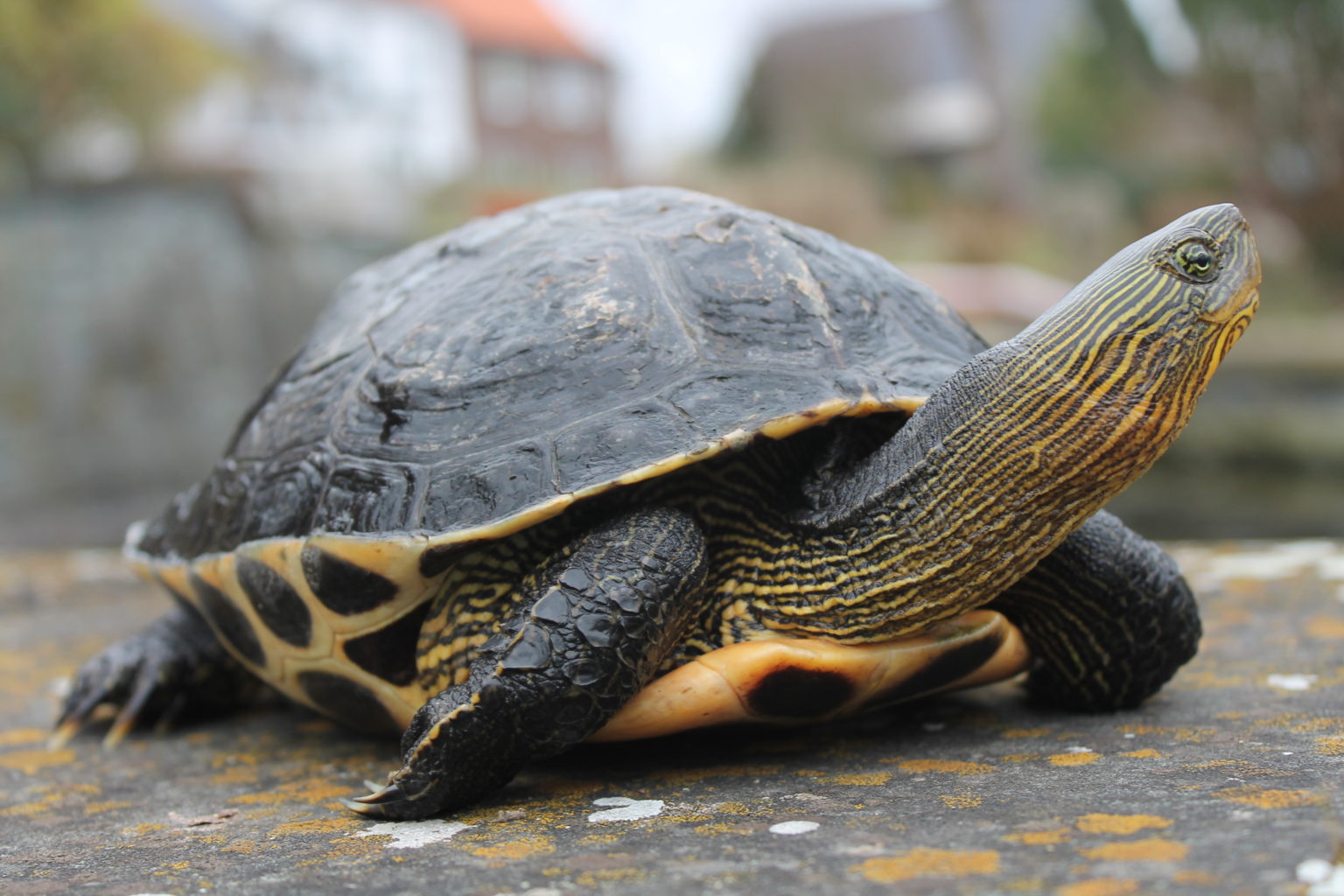 Chinesische Streifenschildkröten, Mauremys sinensis (Ocadia)