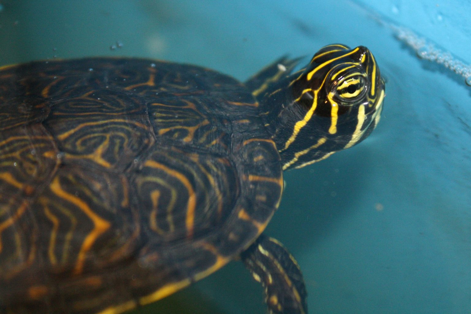 Wasserschildkröten Arten mit Bildern: Entdecke die faszinierende Welt der Wasserschildkröten und lerne sie zu zeichnen!