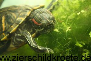 Wasserschildkröten - www.zierschildkroete.de