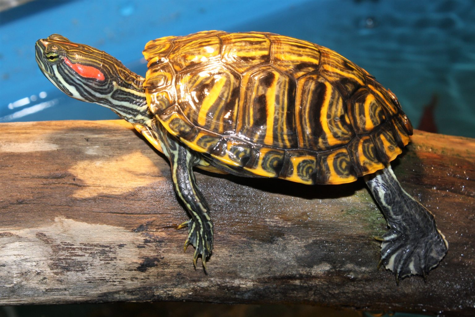 Wasserschildkröten Arten mit Bildern: Entdecke die faszinierende Welt der Wasserschildkröten und lerne sie zu zeichnen!